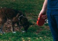 A red dog leash in a manÃ¢â¬â¢s hand. Walking a brown dog in the park.